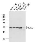 ICAM1 Antibody in Western Blot (WB)