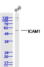 ICAM1 Antibody in Western Blot (WB)