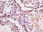 Epididymal secretory protein E4 Antibody in Immunohistochemistry (Paraffin) (IHC (P))