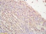 NR2C2/TAK1 Antibody in Immunohistochemistry (Paraffin) (IHC (P))