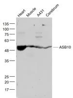 ASB10 Antibody in Western Blot (WB)