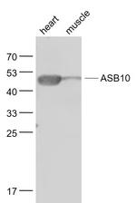 ASB10 Antibody in Western Blot (WB)