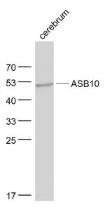 ASB10 Antibody in Western Blot (WB)