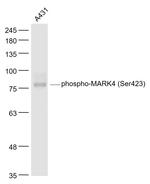 Phospho-MARK4 (Ser423) Antibody in Western Blot (WB)
