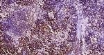 CD161c/NK1.1 Antibody in Immunohistochemistry (Paraffin) (IHC (P))