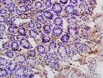 APOC3 Antibody in Immunohistochemistry (Paraffin) (IHC (P))