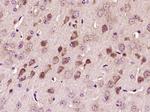 VWF Antibody in Immunohistochemistry (Paraffin) (IHC (P))