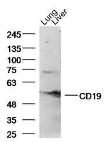 CD19 Antibody in Western Blot (WB)