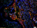 CD8 Antibody in Immunohistochemistry (Paraffin) (IHC (P))