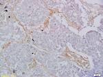 CD8 Antibody in Immunohistochemistry (Paraffin) (IHC (P))