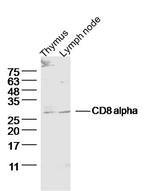 CD8 alpha Antibody in Western Blot (WB)