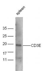CD3E Antibody in Western Blot (WB)