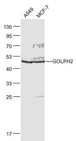 GOLPH2 Antibody in Western Blot (WB)