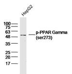 Phospho-PPAR Gamma (Ser273) Antibody in Western Blot (WB)