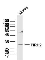 PIRH2 Antibody in Western Blot (WB)