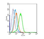Calponin 2 + 3 Antibody in Flow Cytometry (Flow)