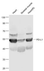 CD274 Antibody in Western Blot (WB)