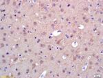 PAPOA Antibody in Immunohistochemistry (Paraffin) (IHC (P))