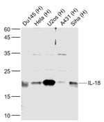 IL-18 Antibody in Western Blot (WB)