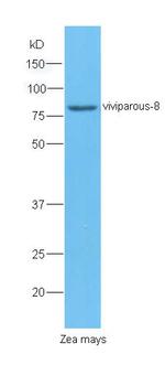 Viviparous 8 Antibody in Western Blot (WB)