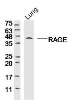 AGER Antibody in Western Blot (WB)