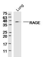 AGER Antibody in Western Blot (WB)