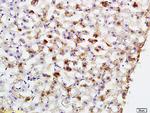 PCK2 Antibody in Immunohistochemistry (Paraffin) (IHC (P))