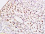 ABCG5 Antibody in Immunohistochemistry (Paraffin) (IHC (P))