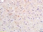 ApoE Antibody in Immunohistochemistry (Paraffin) (IHC (P))