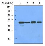 GAPDH Antibody in Western Blot (WB)