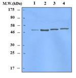 p53 Antibody in Western Blot (WB)