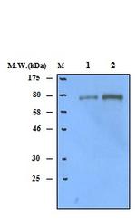 Lactoferrin Antibody in Western Blot (WB)