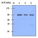FOXO3 Antibody in Western Blot (WB)