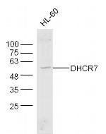 DHCR7 Antibody in Western Blot (WB)