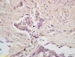 GPAM Antibody in Immunohistochemistry (Paraffin) (IHC (P))