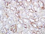 NNT Antibody in Immunohistochemistry (Paraffin) (IHC (P))