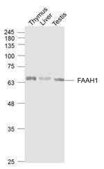 FAAH1 Antibody in Western Blot (WB)