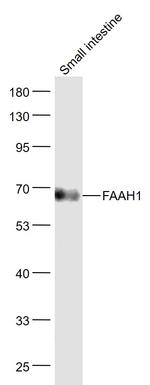 FAAH1 Antibody in Western Blot (WB)