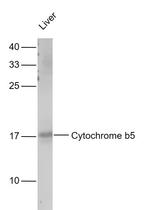 Cytochrome b5 Antibody in Western Blot (WB)