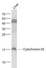 Cytochrome b5 Antibody in Western Blot (WB)