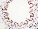 Anterior Gradient 2 Antibody in Immunohistochemistry (Paraffin) (IHC (P))