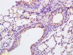 Anterior Gradient 2 Antibody in Immunohistochemistry (Paraffin) (IHC (P))