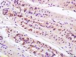 Anterior Gradient 2 Antibody in Immunohistochemistry (Paraffin) (IHC (P))