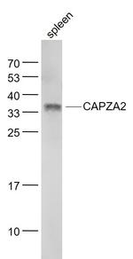CAPZA2 Antibody in Western Blot (WB)