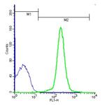 Phospho-LSP1 (Ser204) Antibody in Flow Cytometry (Flow)