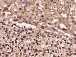 FHL2 Antibody in Immunohistochemistry (Paraffin) (IHC (P))