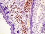 Fast skeletal Myosin Antibody in Immunohistochemistry (Paraffin) (IHC (P))