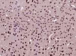 Phospho-AKT1 (Ser129) Antibody in Immunohistochemistry (Paraffin) (IHC (P))