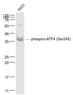 Phospho-ATF4 (Ser245) Antibody in Western Blot (WB)