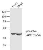 Phospho-AKT1 (Thr34) Antibody in Western Blot (WB)